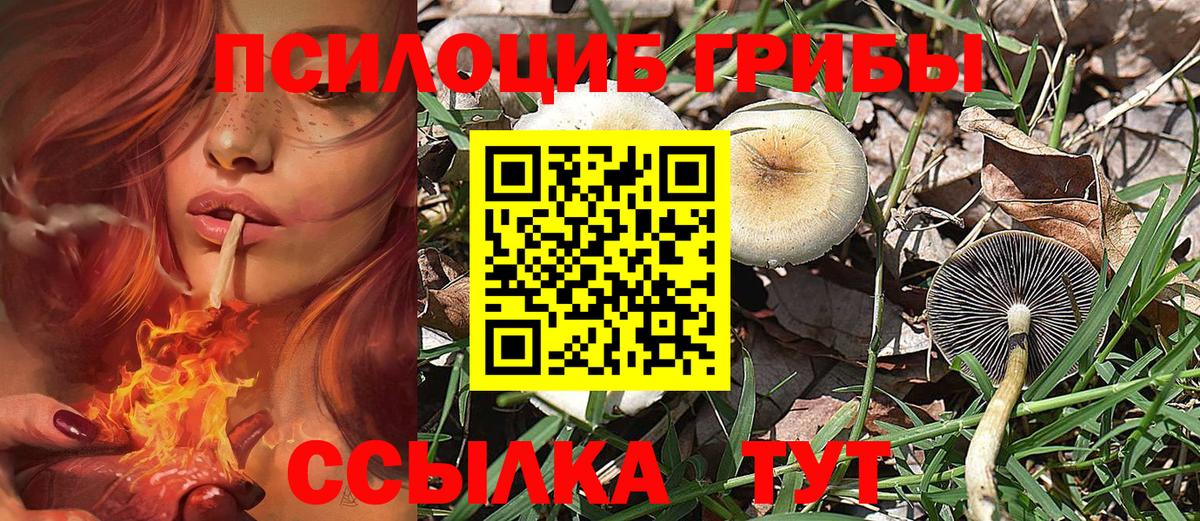 Сертолово  Галлюциногенные грибы Cubensis  Вход с VPN  Псилоцибиновые грибы GOLDEN TEACHER 